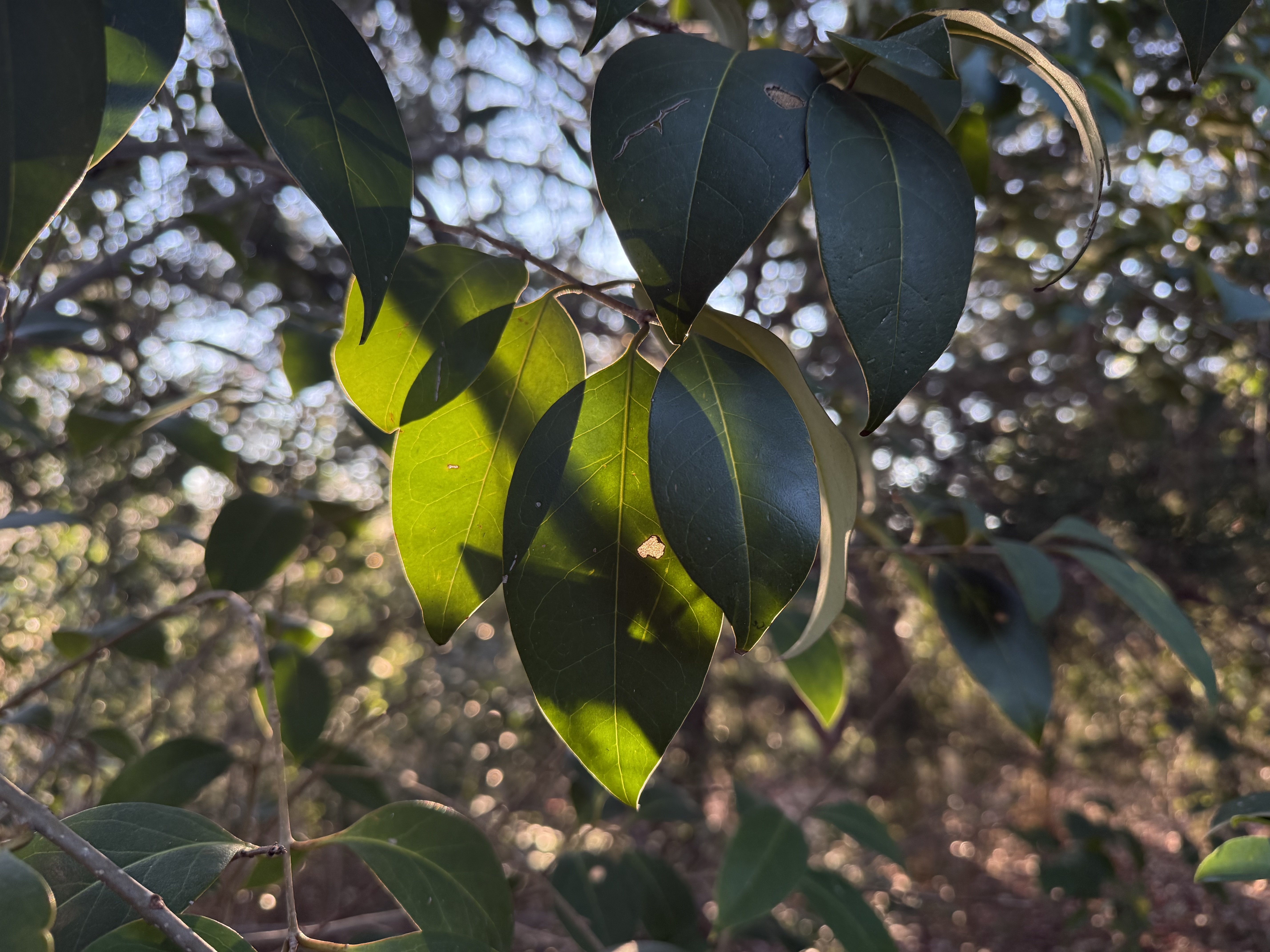 Preview of 6fbac04d6489-jpeg