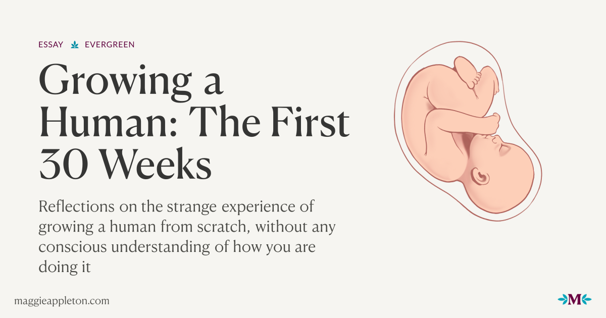 Thumbnail of Growing a Human: The First 30 Weeks