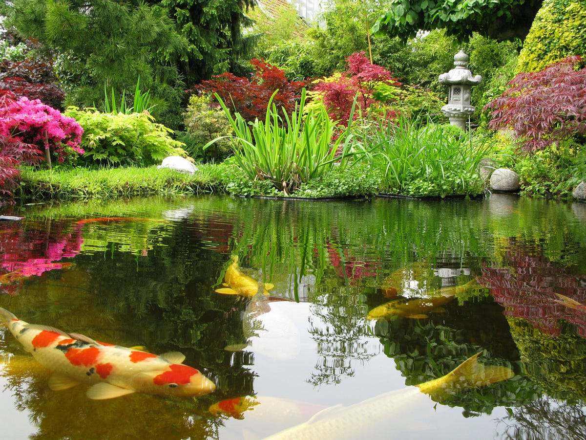 Thumbnail of Organizational Leader: You Think You “Think Systems” But You Probably Don’t—Introducing Pond…