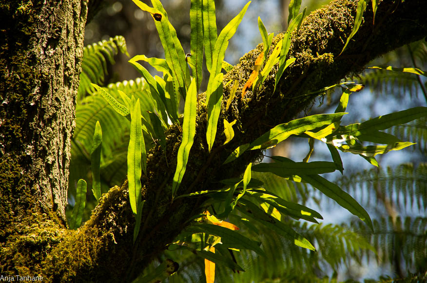 Thumbnail of The second arrow - Mindfulness Meditation