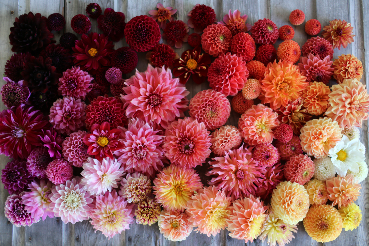 Thumbnail of How to Grow Dahlias - Floret Flowers