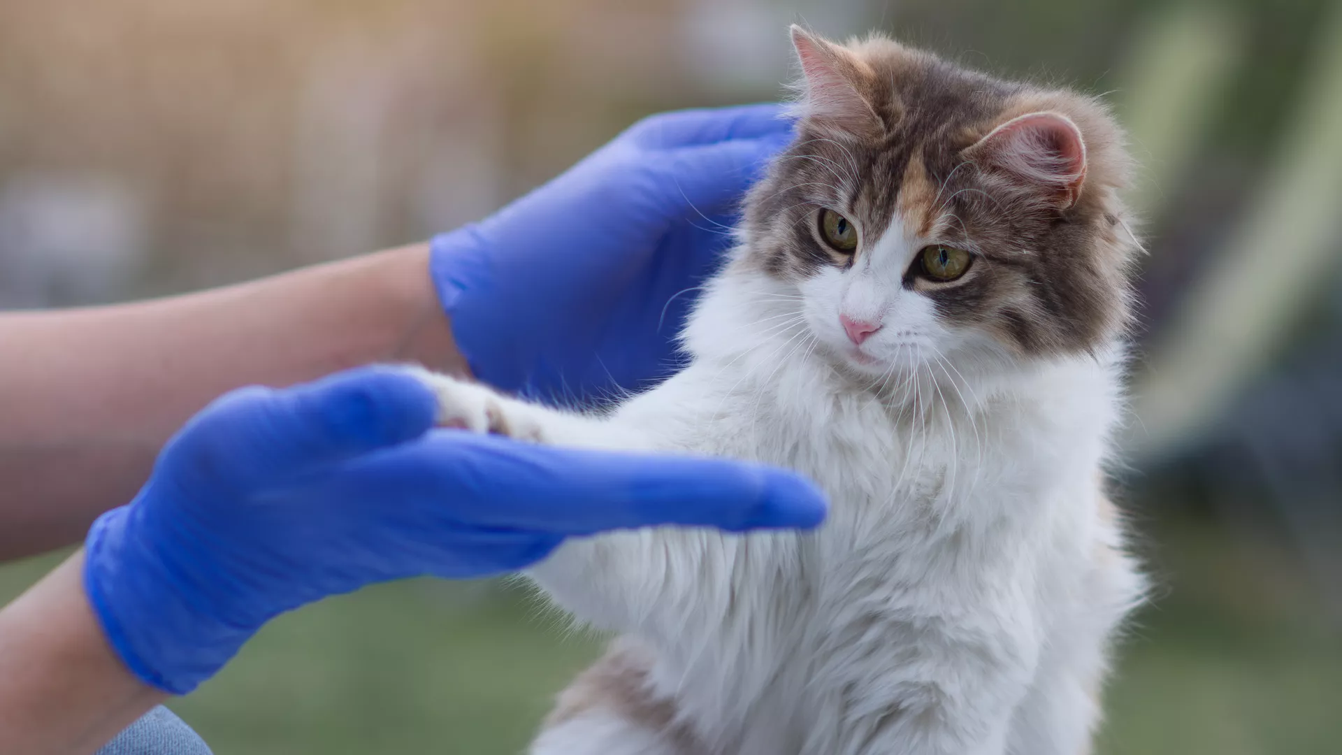 Thumbnail of Frontiers | U.S. residents’ self-reported access to veterinary care and implications for care-seeking decisions