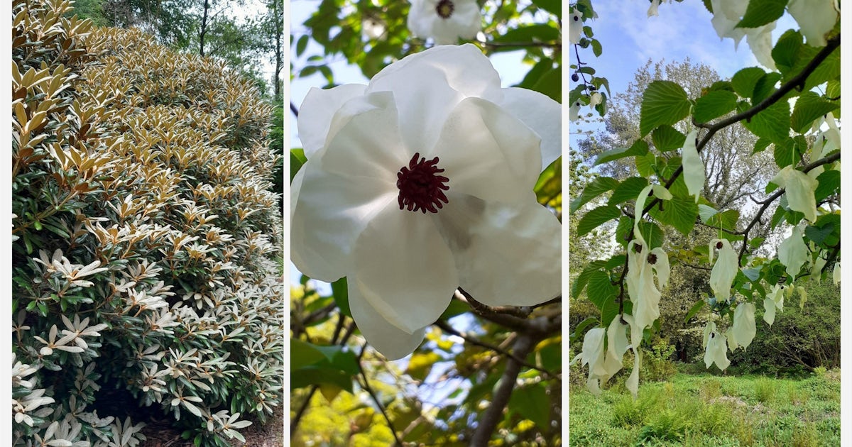 Thumbnail of The PLANTS project: why do plant names matter?