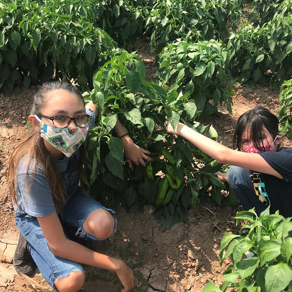 Thumbnail of Decolonizing Regenerative Agriculture: An Indigenous Perspective - Terralingua