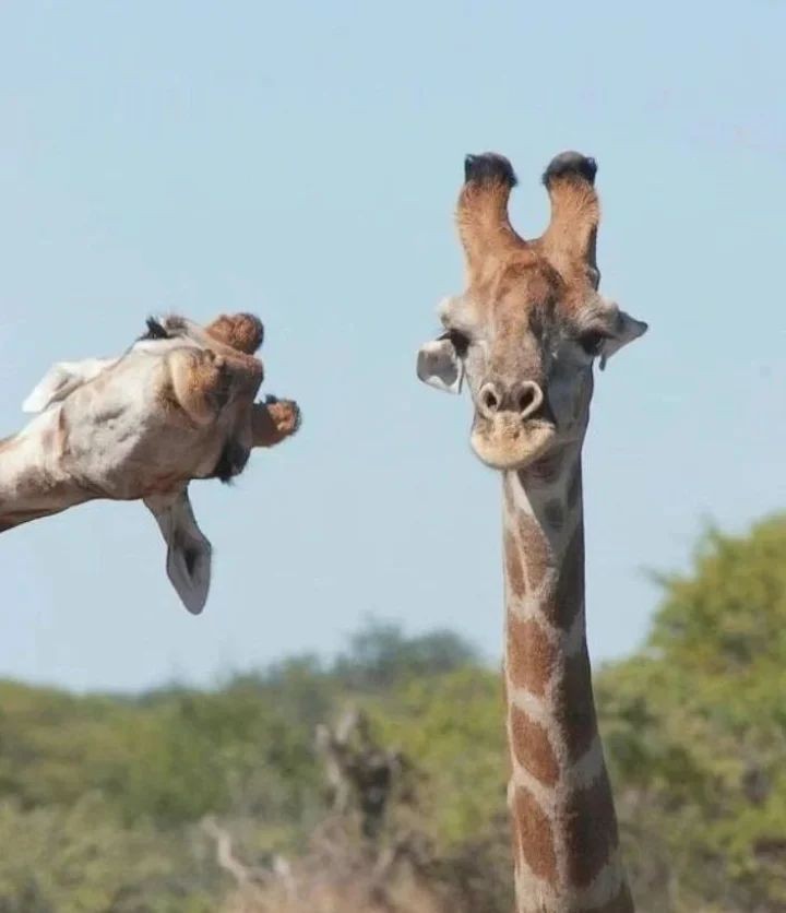 Thumbnail of Found on Cosmos