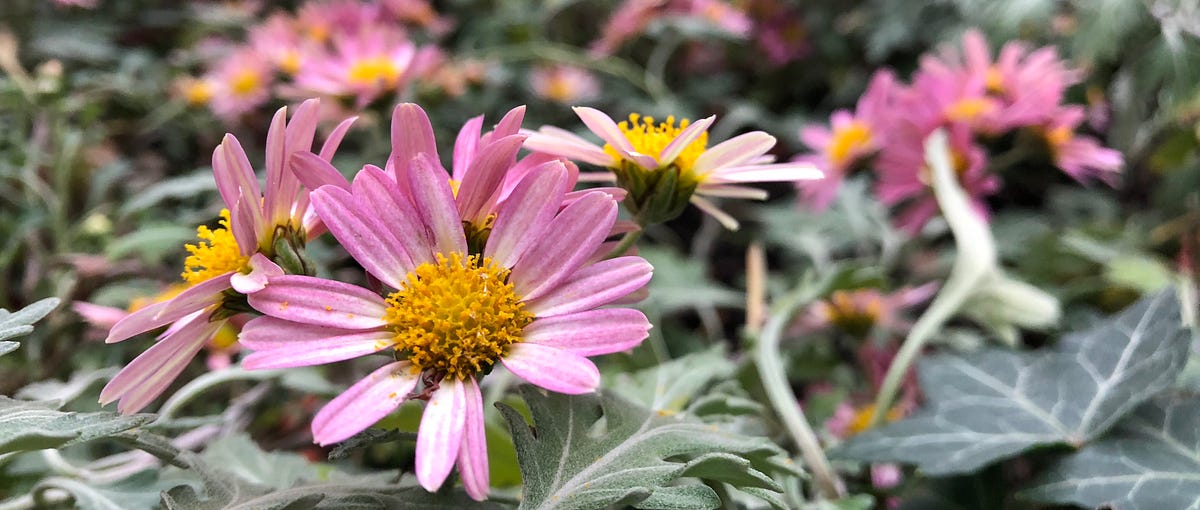 Thumbnail of Human Values