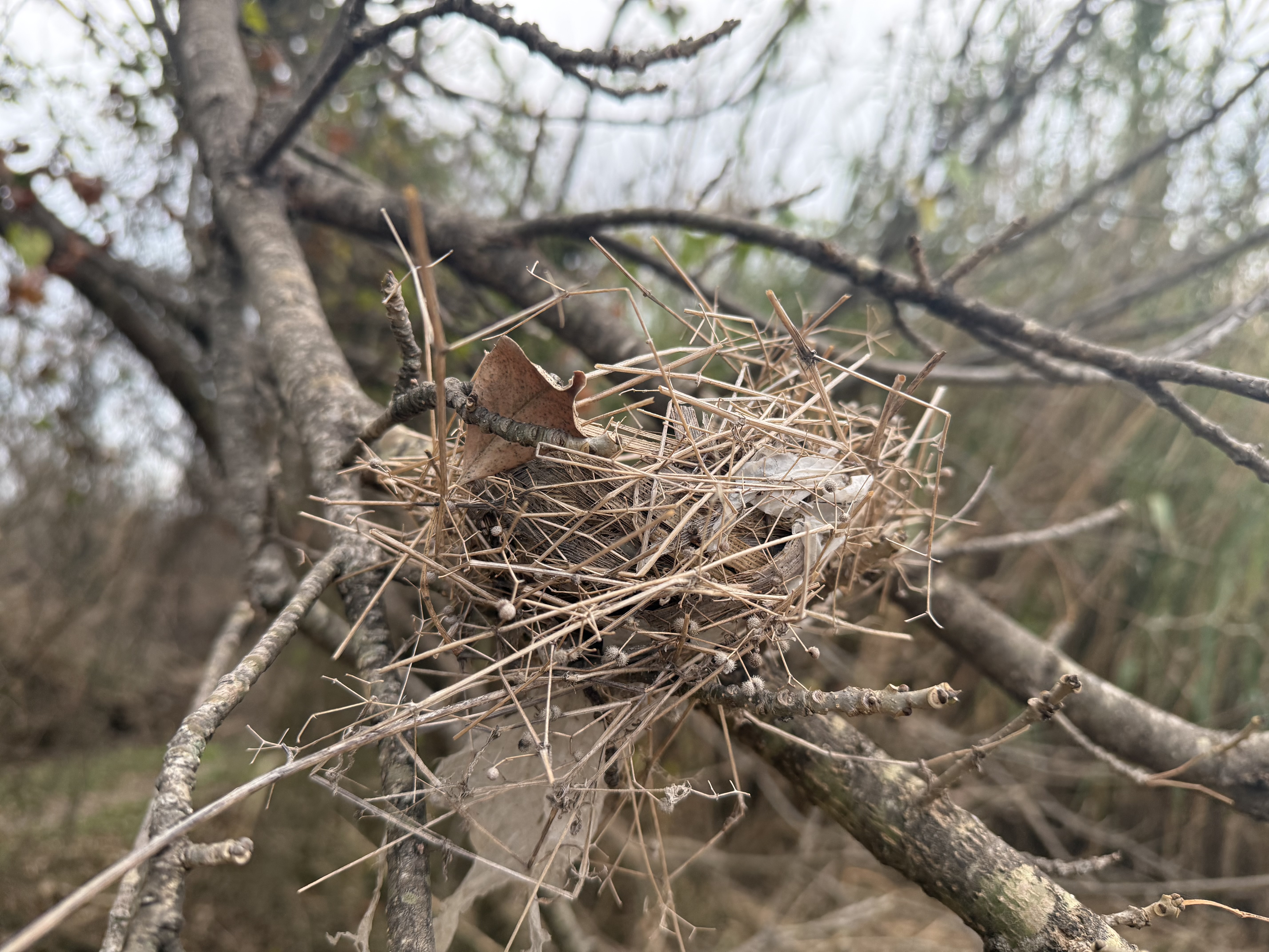 Preview of 13f65d36d003-jpeg