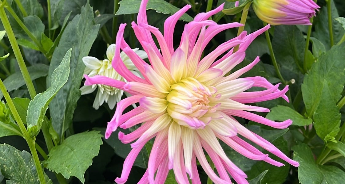 Thumbnail of 'Aging is another word for living'