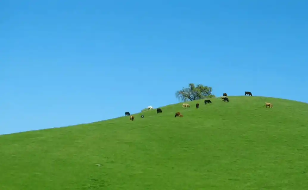 Thumbnail of Skittle Factory Dementia Monkey Titty Monetization