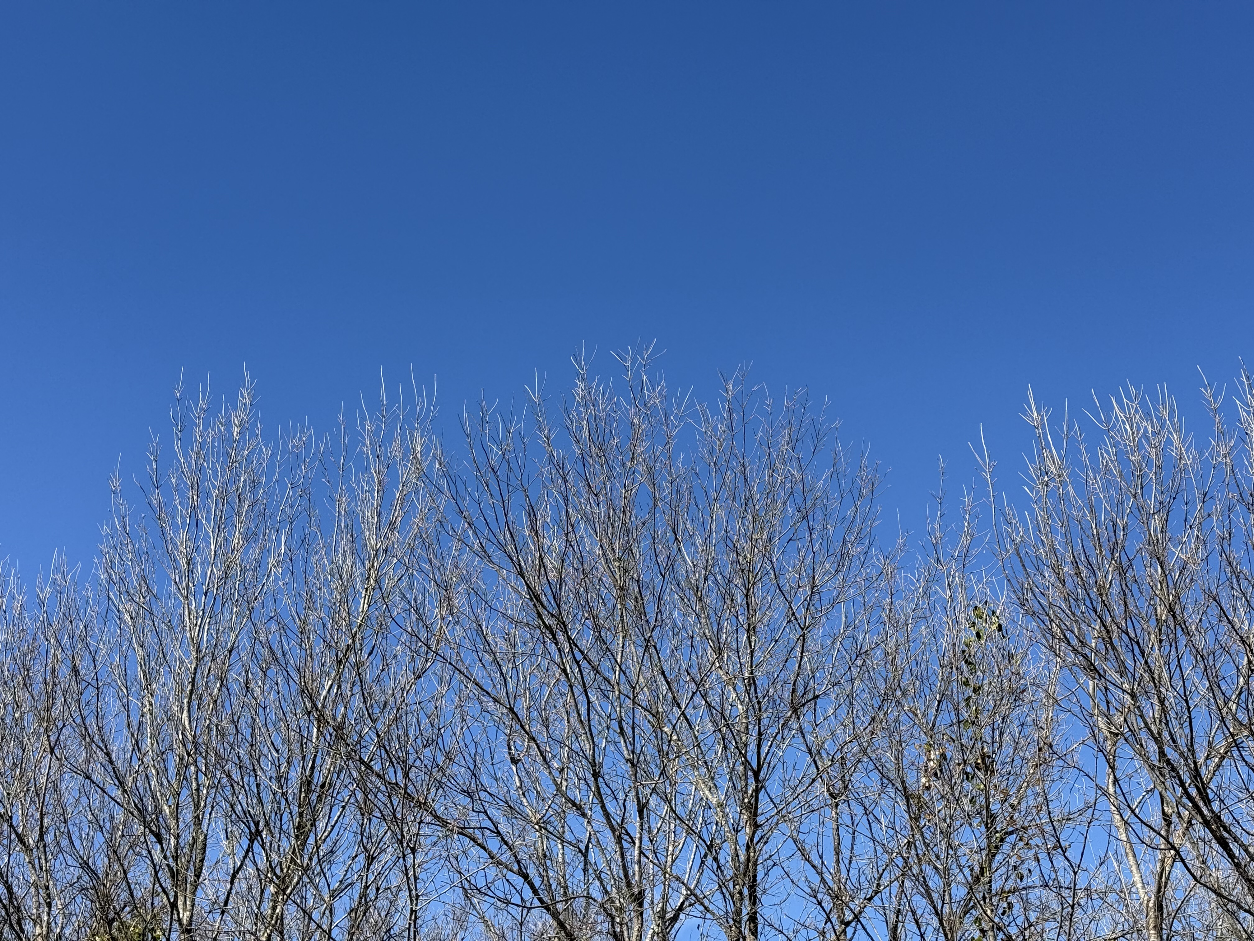 Preview of b1150c336db3-jpeg