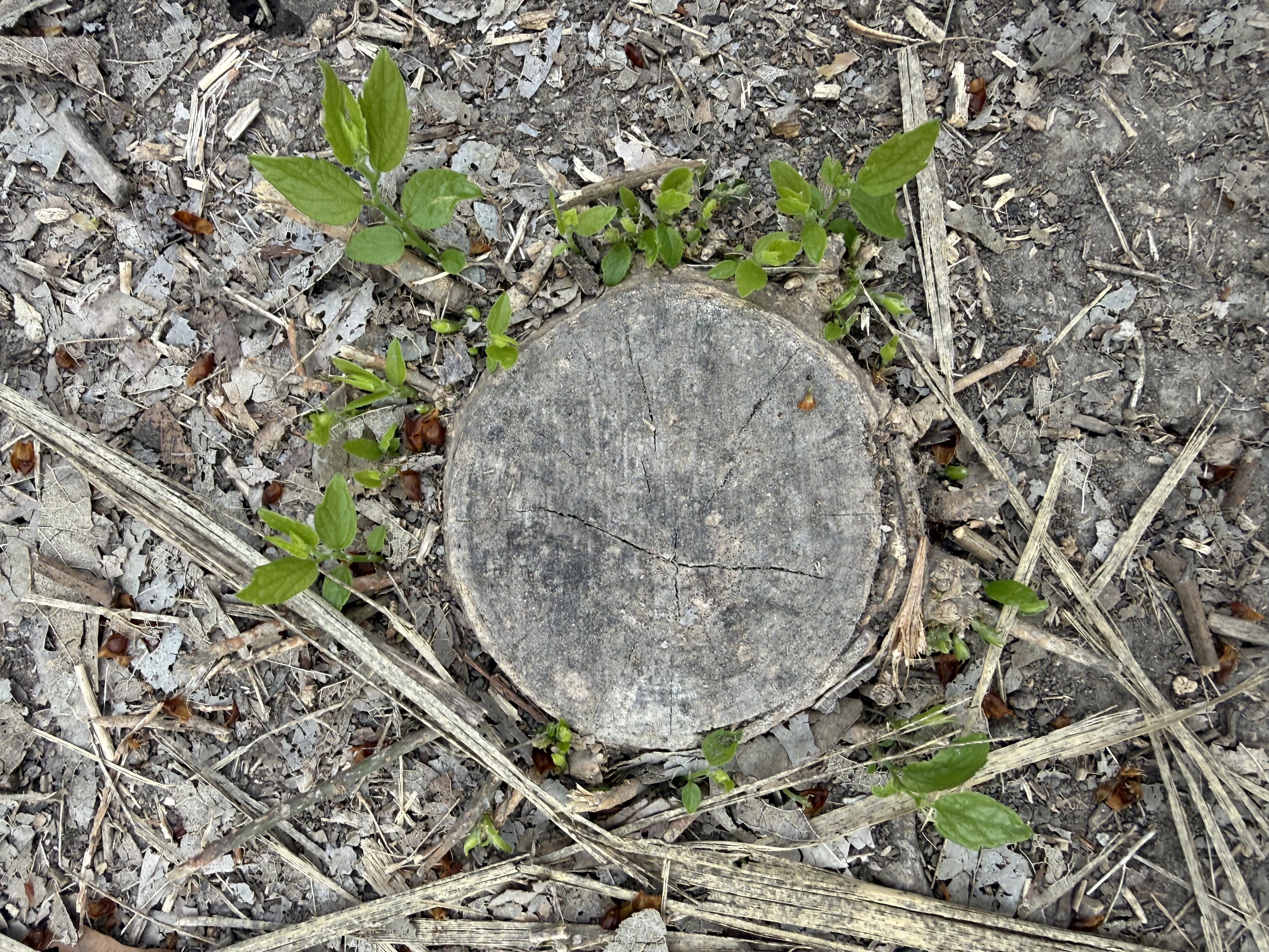 Preview of 6adac9967017-jpeg