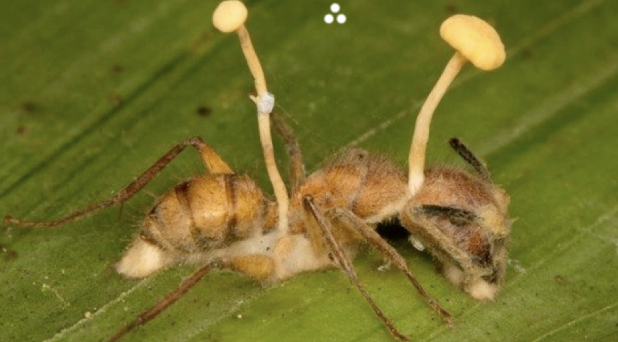 Preview of 63016am-png