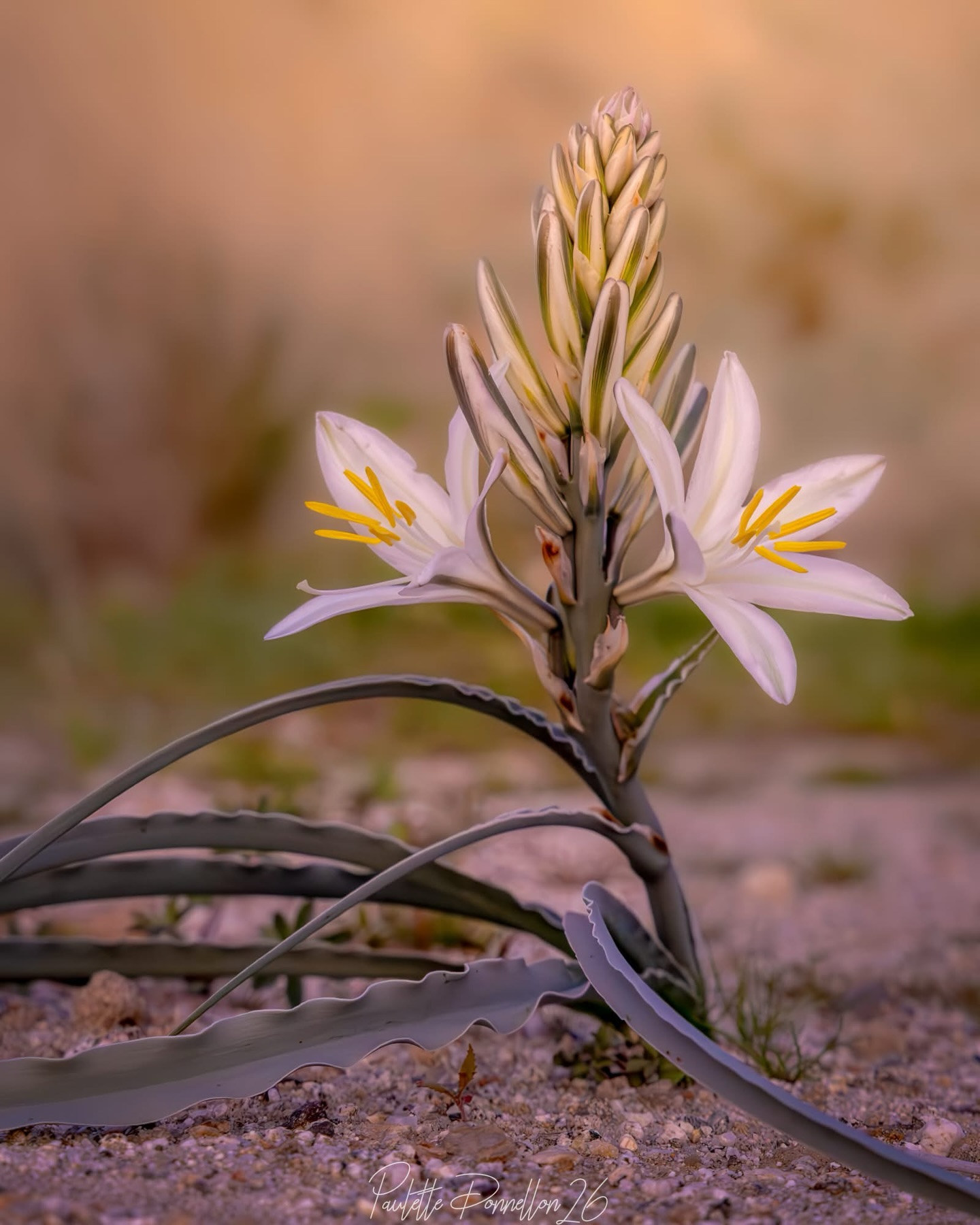 Thumbnail of Psalm 27:1-2 Except the Lord build the house, they labour in vain that build it: except the Lord keep the city, the