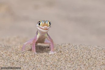 Thumbnail of Found on Cosmos