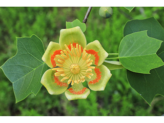 Thumbnail of Liriodendron tulipifera (Tulip tree) | Native Plants of North America
