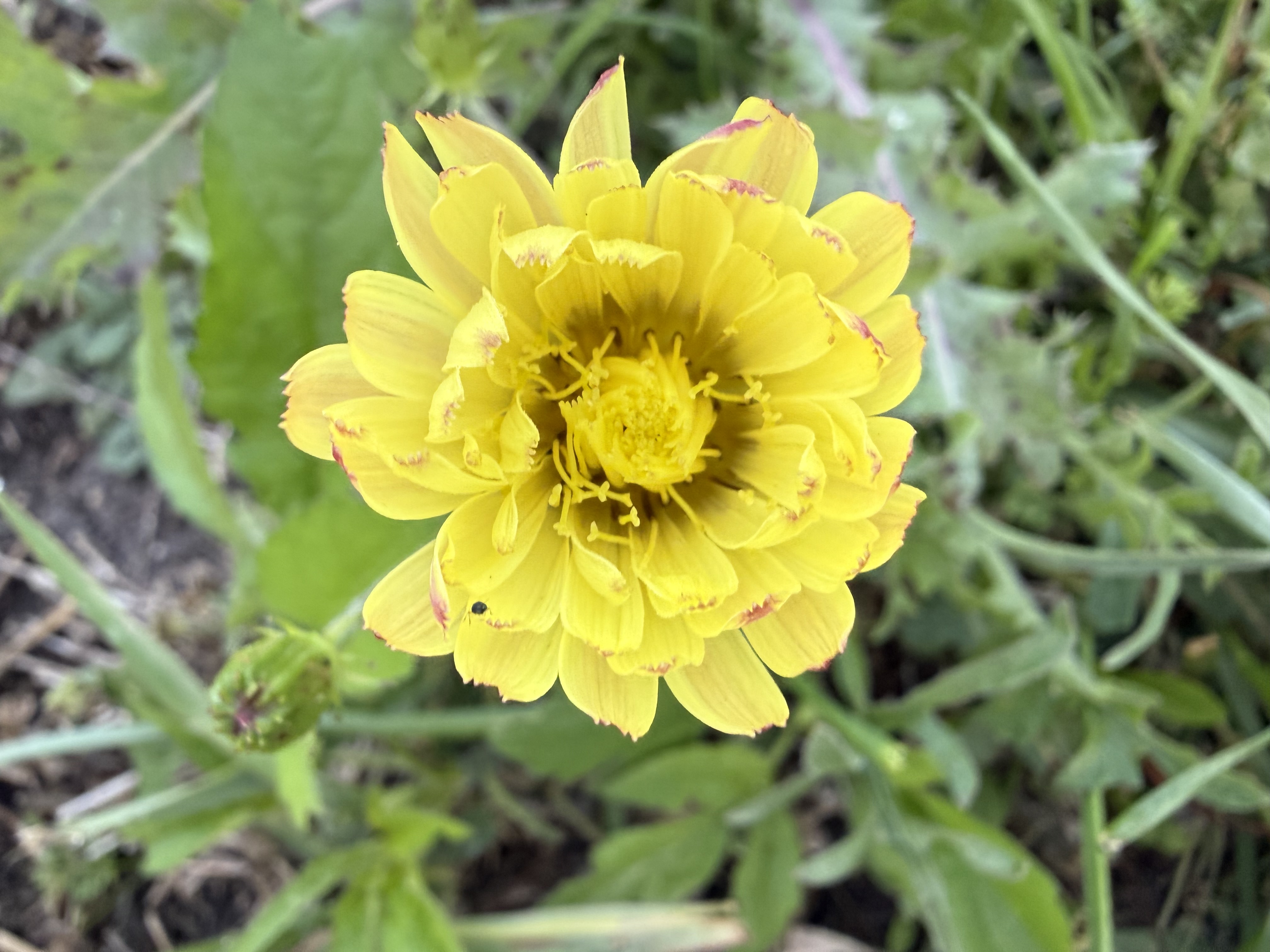 Preview of d32d851a35c6-jpeg