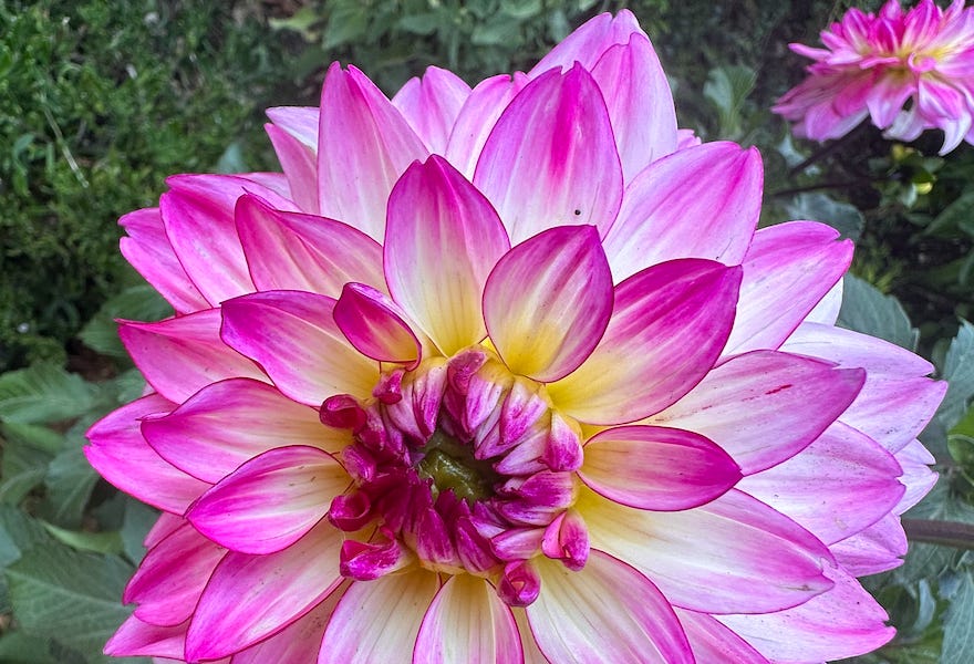 Thumbnail of Approximately One Billion Things I Learned About Growing Dahlias This Year