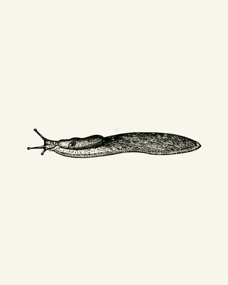 Preview of slug-illustration