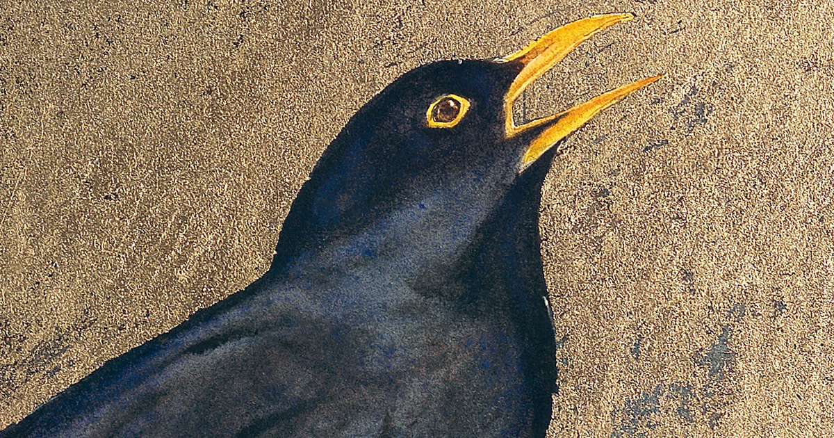 Thumbnail of The Bird That Is Your Life
