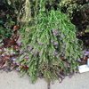 Thumbnail of About - Regarding Dew — REGARDING DEW