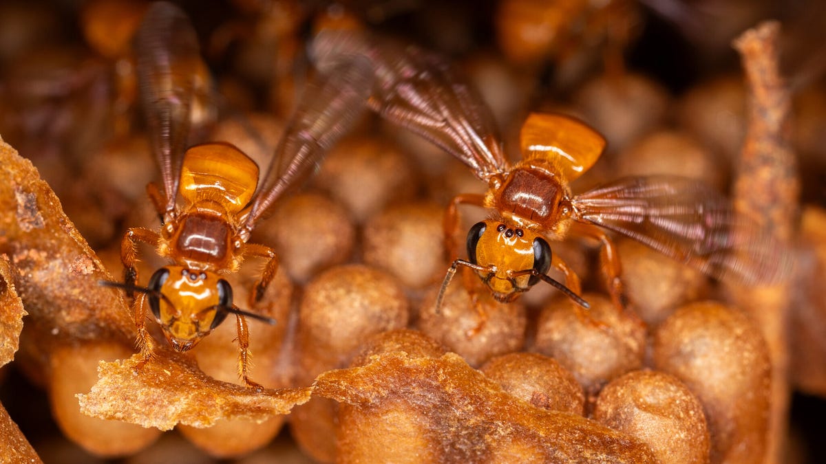 Thumbnail of The Weekly Anthropocene, January 14 2026