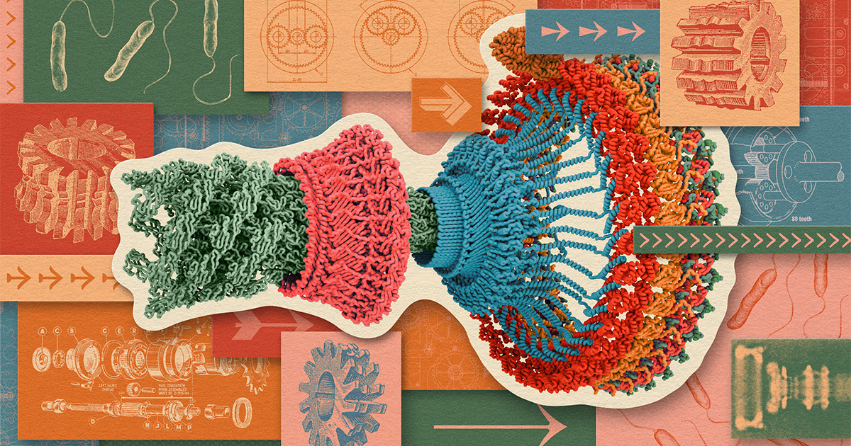 Thumbnail of What Physical ‘Life Force’ Turns Biology’s Wheels? | Quanta Magazine