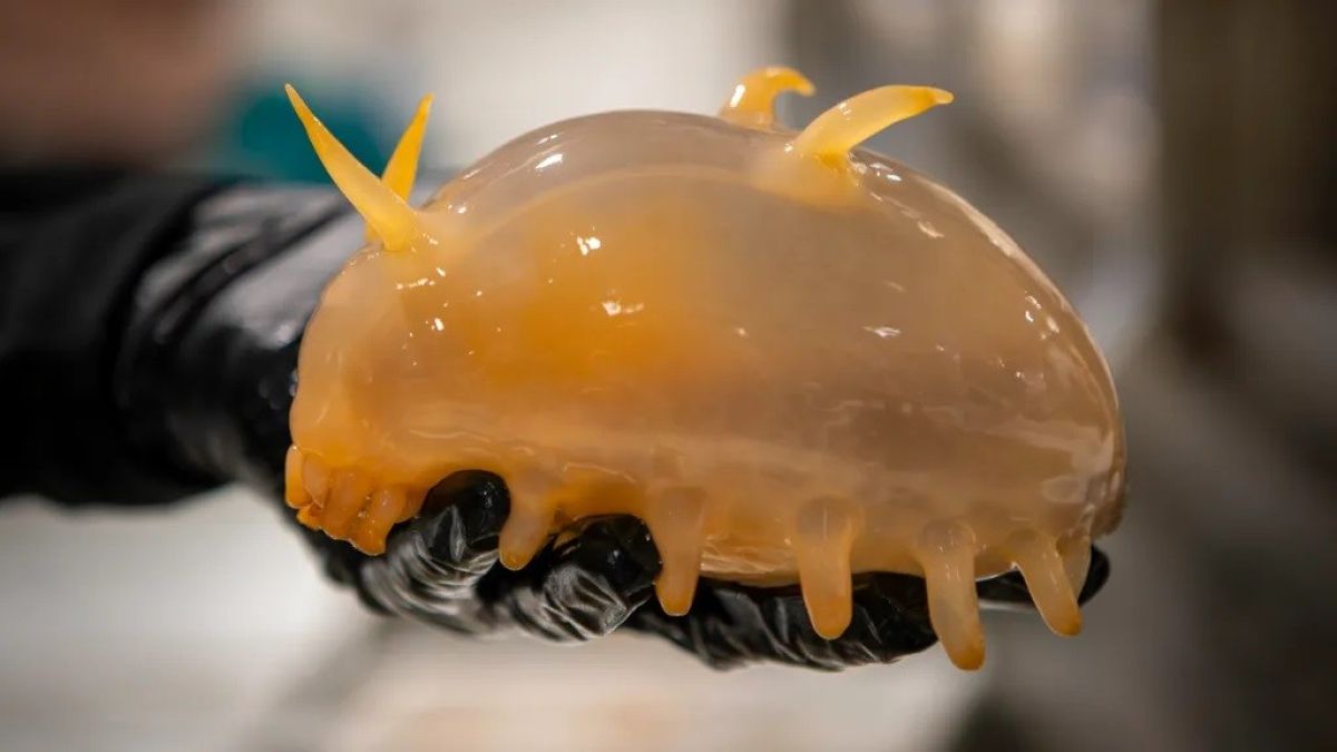 Thumbnail of 南極の海底でSF世界から飛び出してきたような様々な生物が発見される | カラパイア