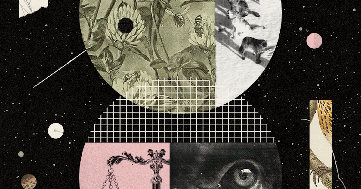 Thumbnail of The Moral Authority Of Animals | NOEMA