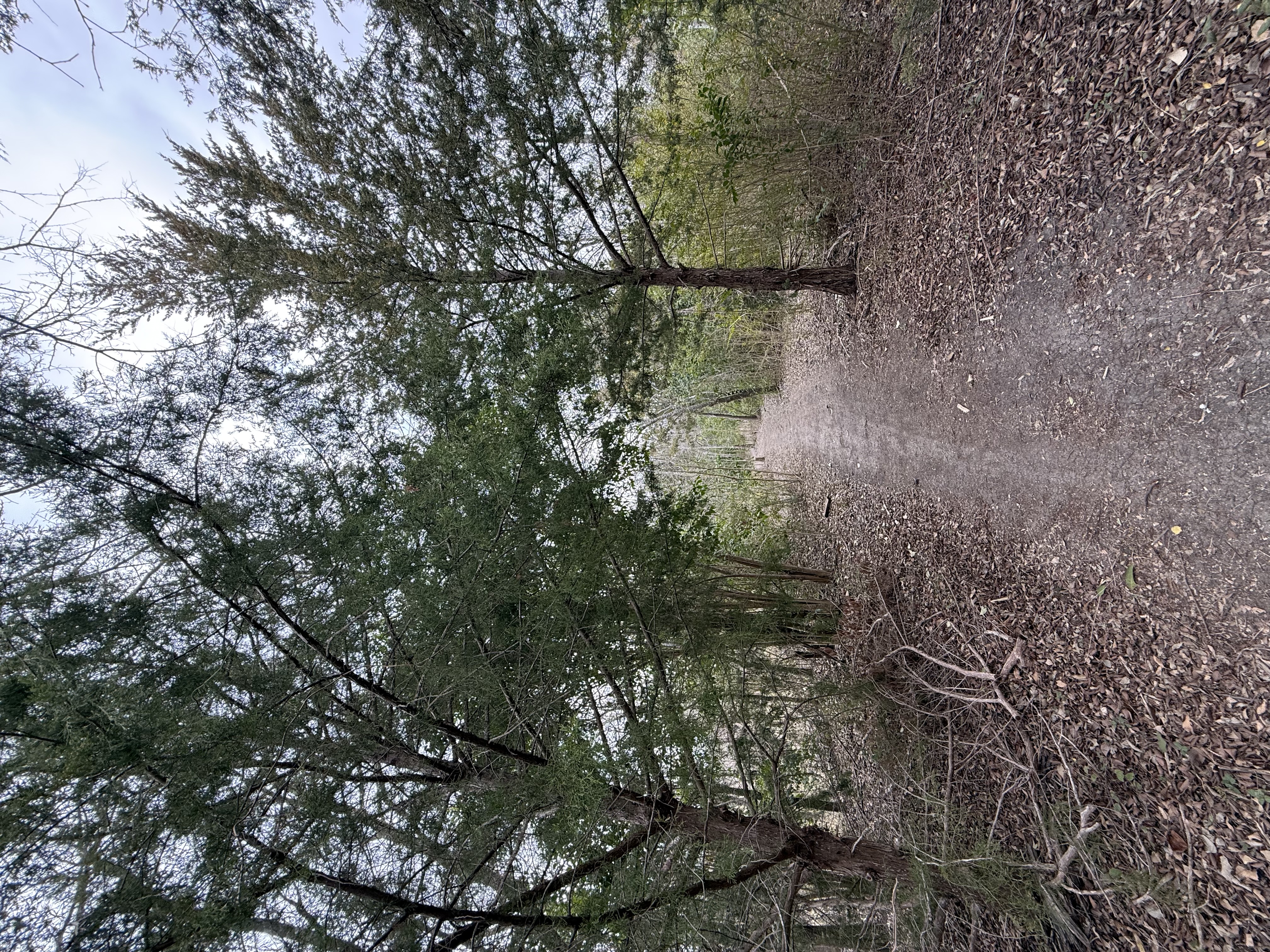 Preview of 8398504328ba-jpeg