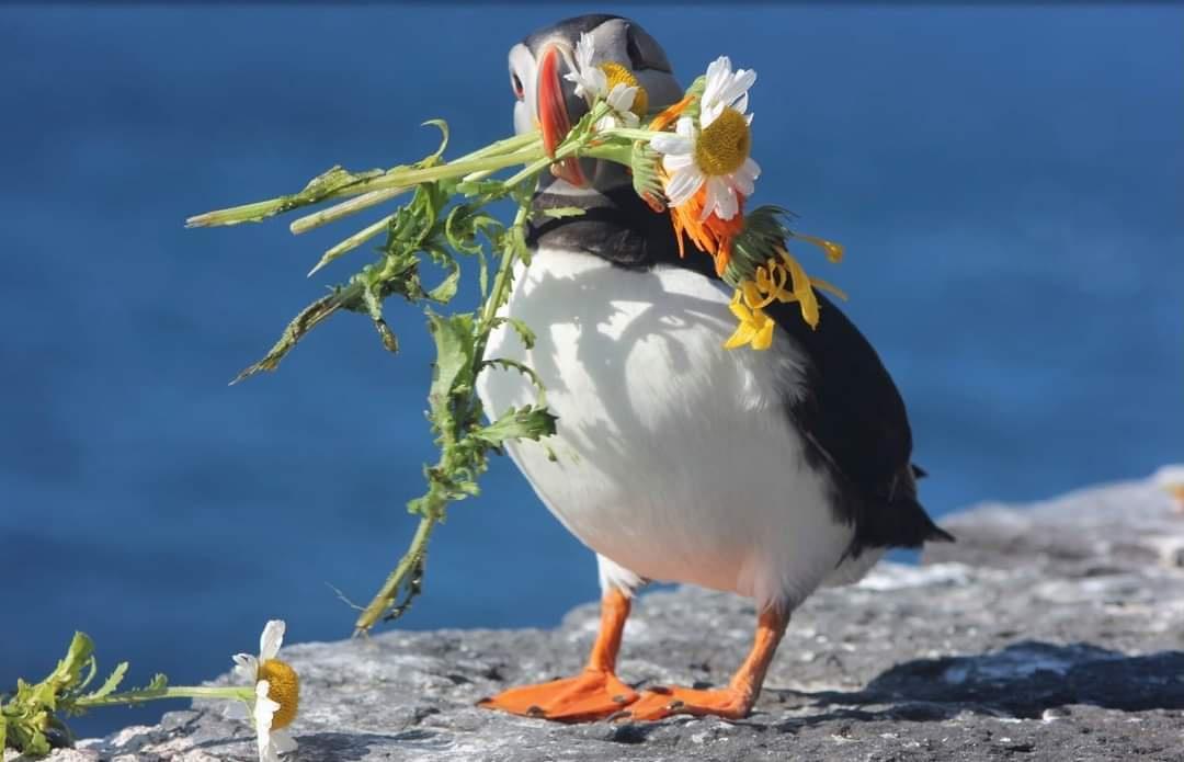Thumbnail of A puffin collecting flowers on Skelling Michael, Ireland | Are.na