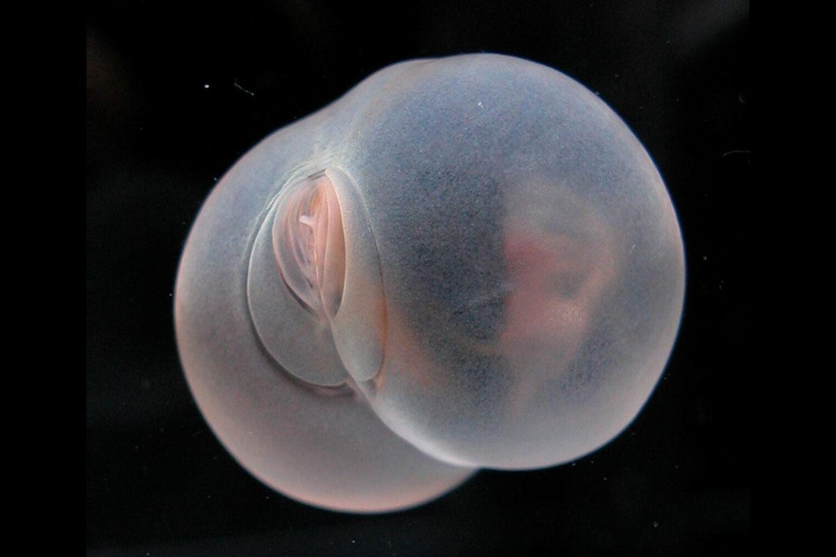 Thumbnail of 謎の深海生物「ブタ尻虫」がSNSで話題に、いったい何者？ 大きさはヘーゼルナッツほど（ナショナル ジオグラフィック日本版） - Yahoo!ニュース