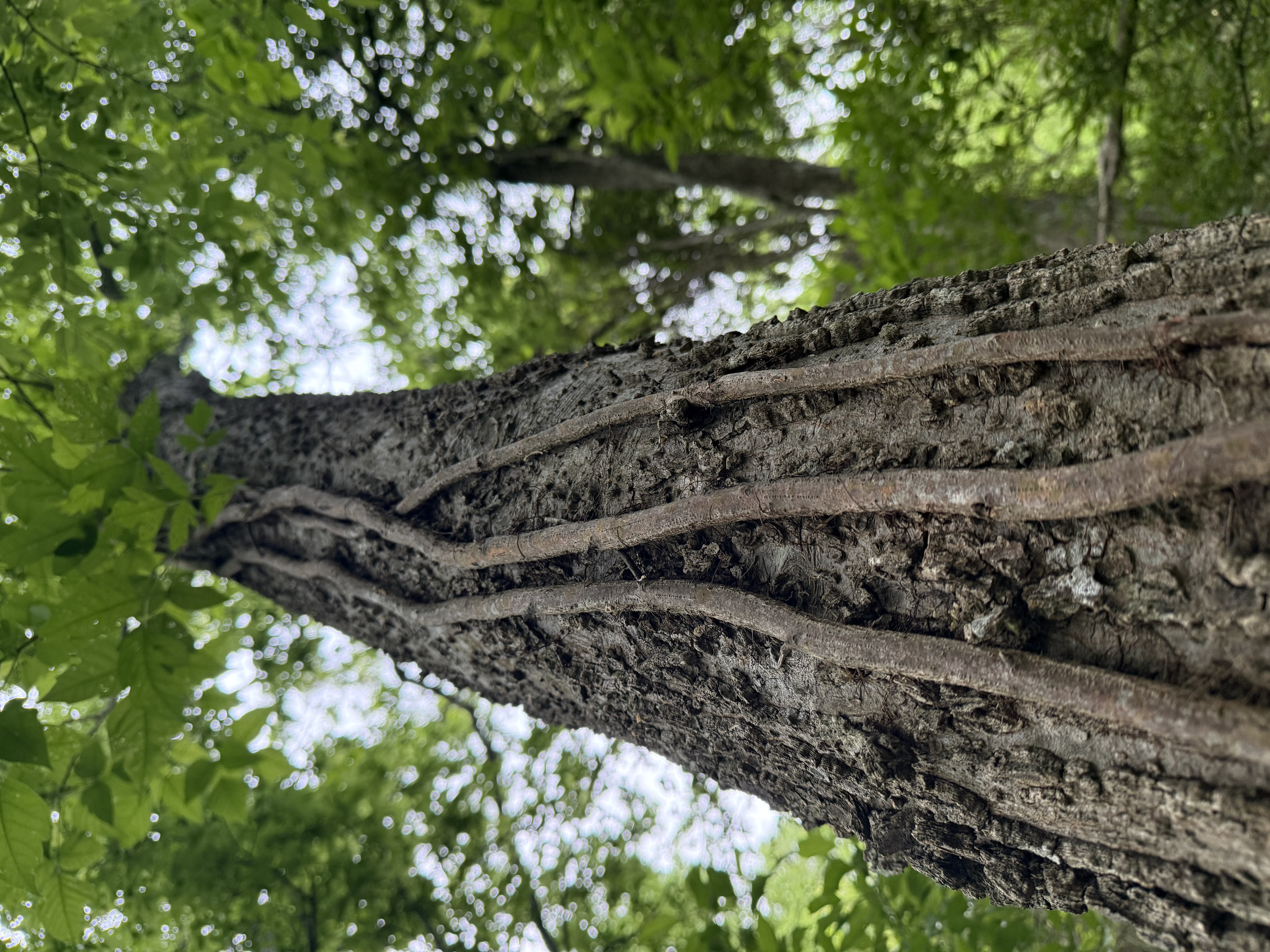 Preview of 428b907a322d-jpeg