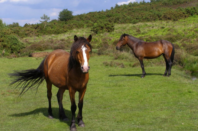 Thumbnail of Think Like a Commoner