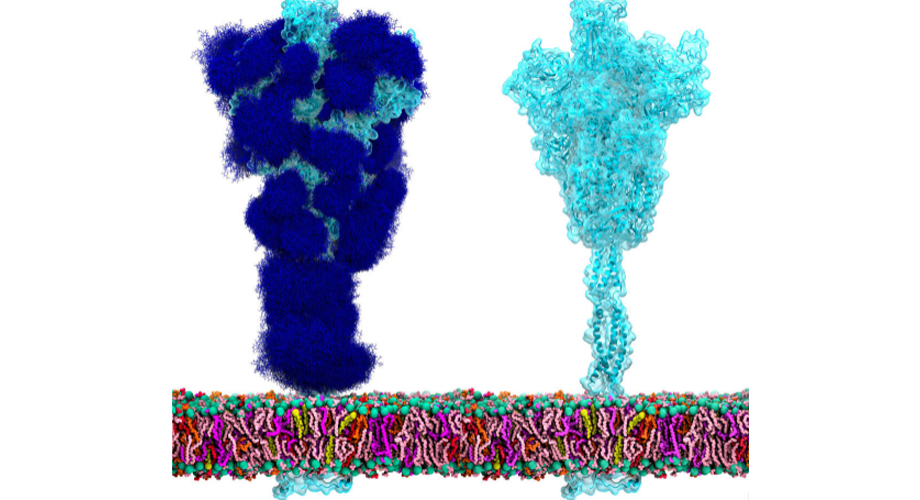 Thumbnail of ‘Low-sugar’ vaccine can provide broad immunity against coronavirus variants