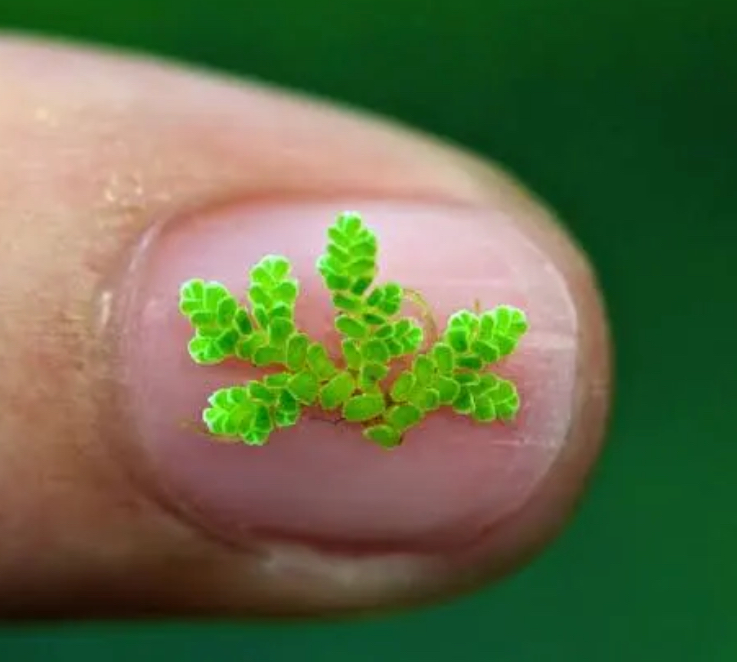 Preview of a573a96a7c3e-jpg