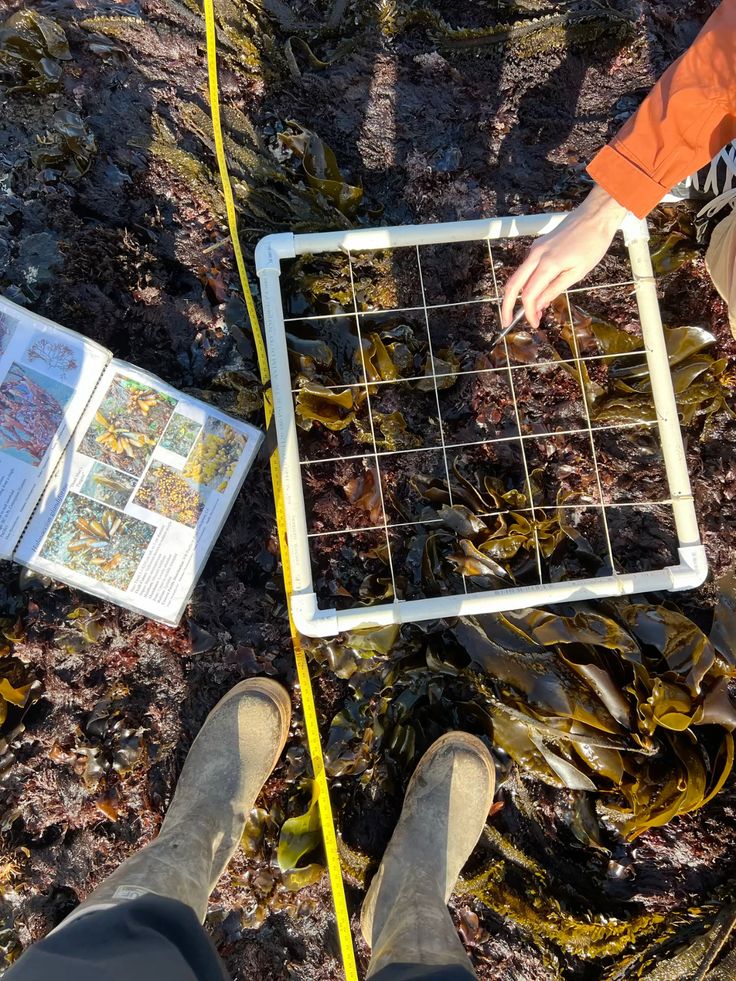 Preview of marine-jpeg