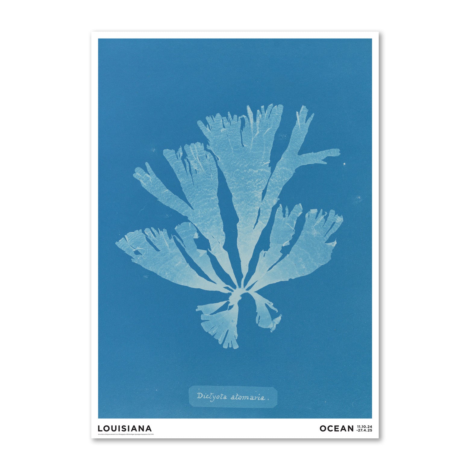 Thumbnail of Anna Atkins – Dictyota atomaria (1843-1853)
