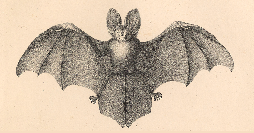 Thumbnail of Why Bats Shouldn’t Exist: The Limits of Knowledge, the Pitfalls of Prediction, and the Triumph of the Possible Over the Probable