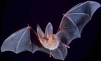Thumbnail of What Is It Like to Be a Bat?