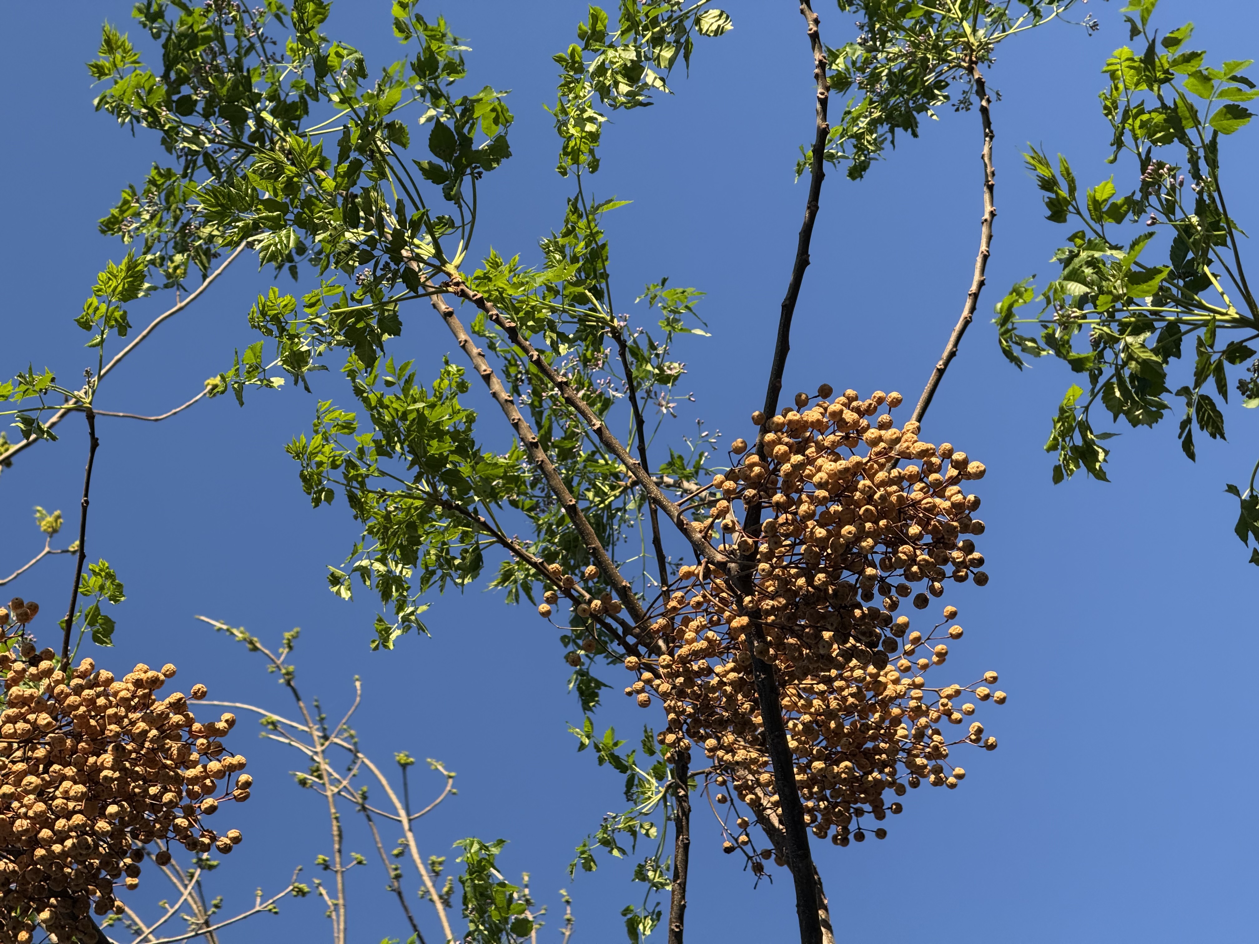 Preview of 494e3d61a334-jpeg