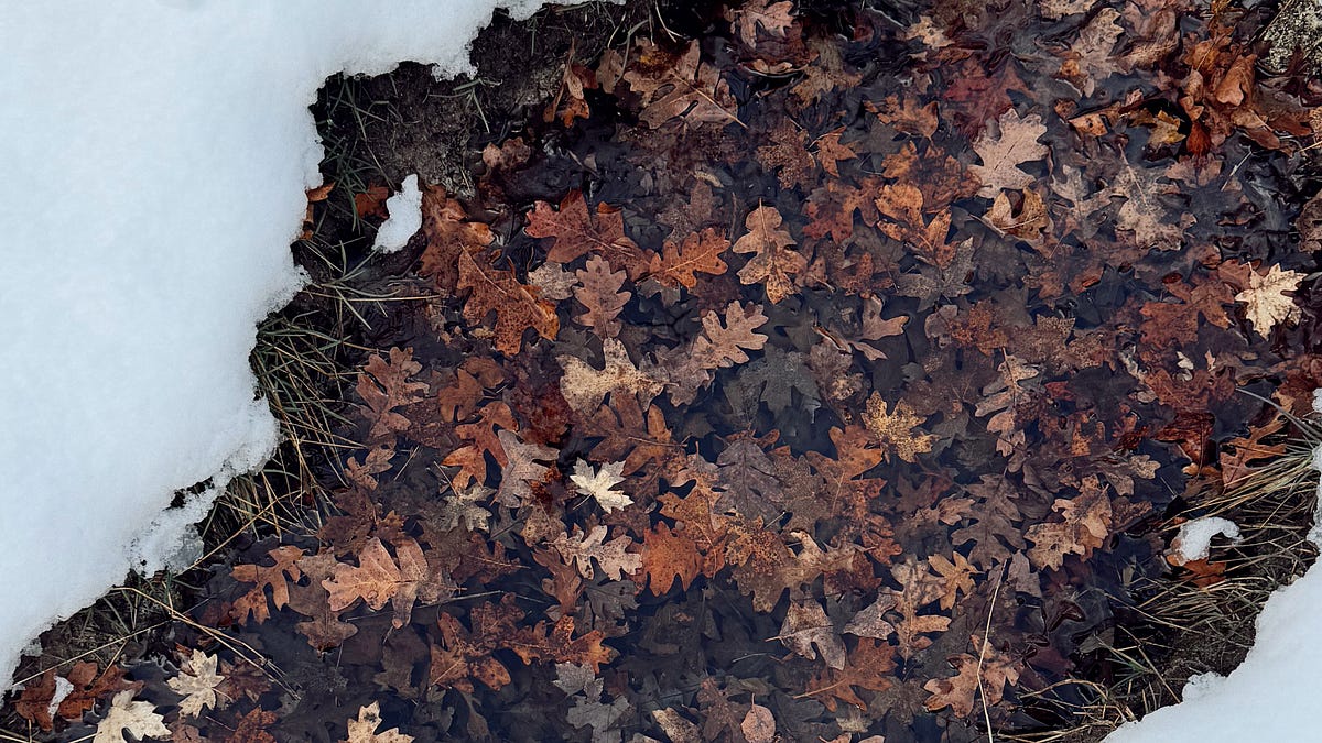 Thumbnail of Observations from One Square Mile: Into the Hills