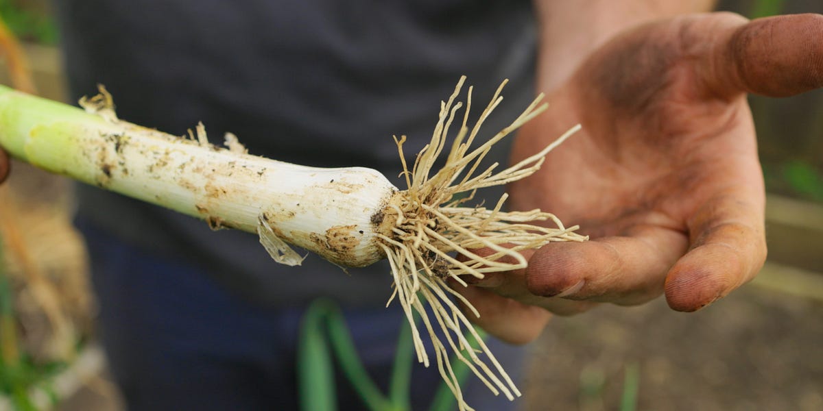 Thumbnail of Master List of Additional Harvests in a Kitchen Garden