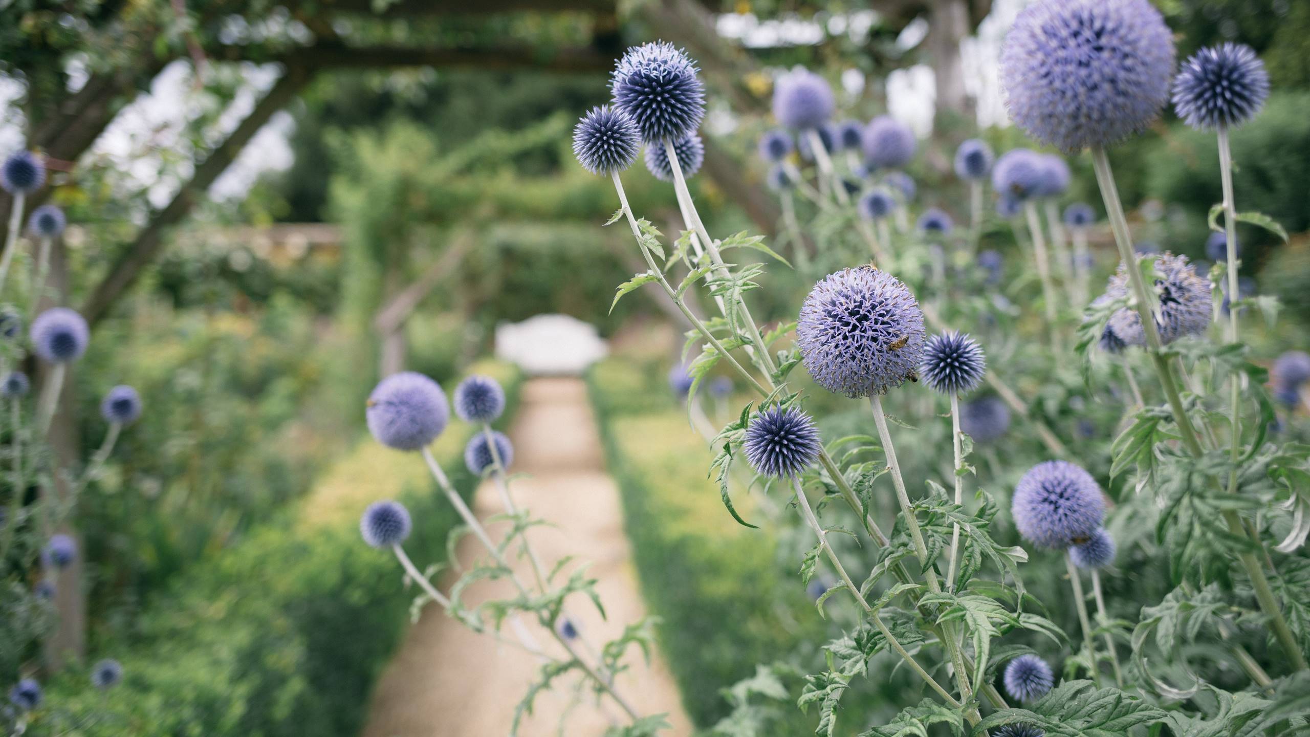 Thumbnail of A brief history of the senses