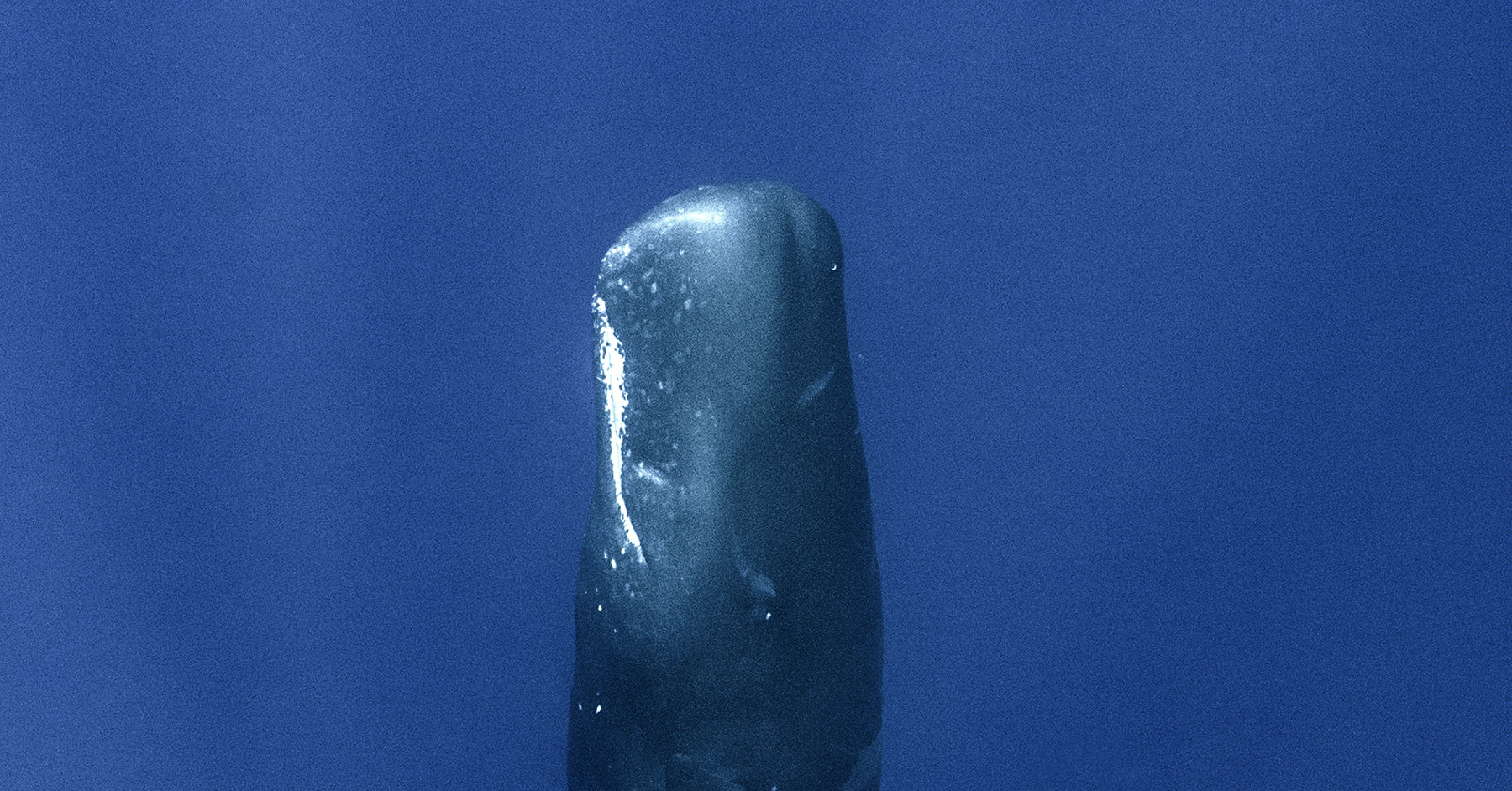 Thumbnail of The Ethics of Listening to Whales – A Conversation with James Bridle, Rebecca Giggs, César Rodríguez-Garavito and Emmanuel Vaughan-Lee