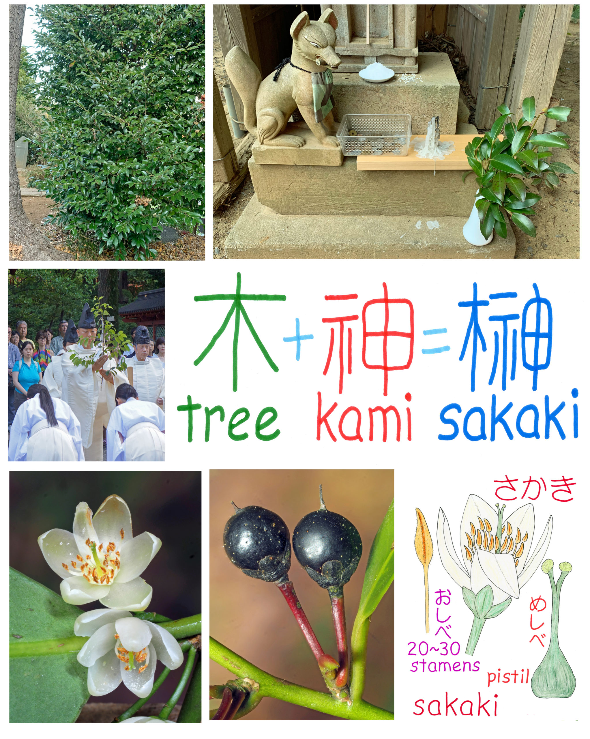Thumbnail of 3-Japan’s Most Sacred Tree 日本の最も神聖な木(日本語Coming Soon) – ケビンの里山そぞろ歩き