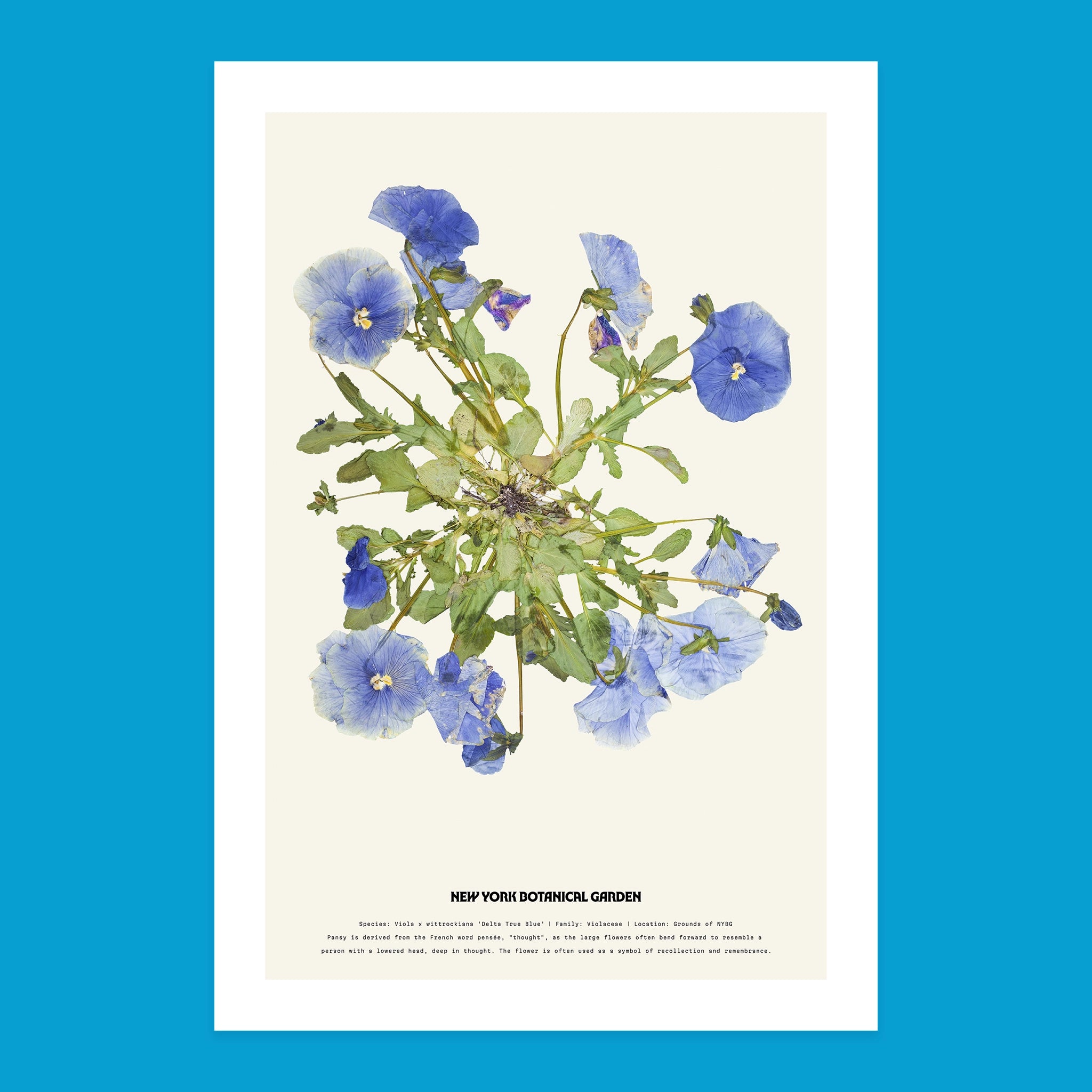 Thumbnail of NYBG Herbarium Viola Print